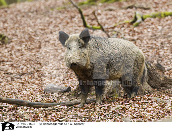 Wildschwein / WS-04538
