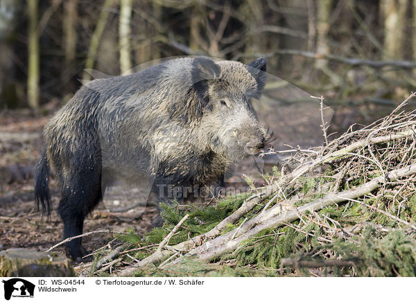 Wildschwein / wild hog / WS-04544