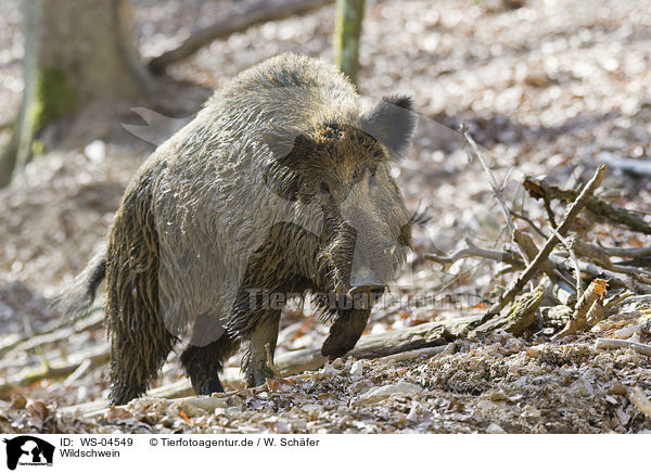 Wildschwein / wild hog / WS-04549