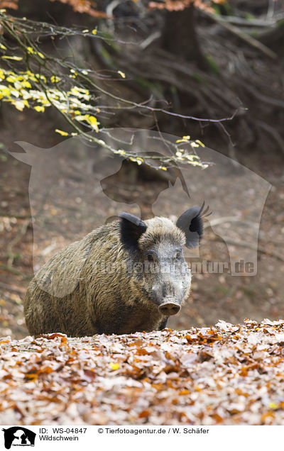 Wildschwein / wild hog / WS-04847