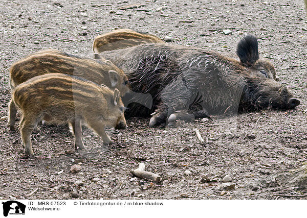 Wildschweine / wild hogs / MBS-07523