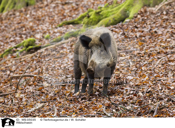 Wildschwein / wild hog / WS-05035
