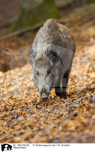Wildschwein / wild hog / WS-05436
