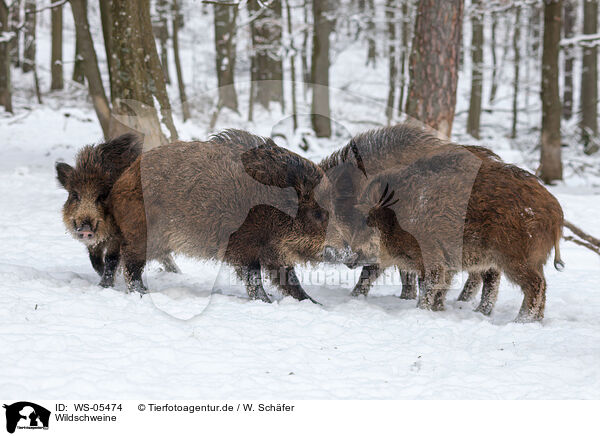 Wildschweine / wild hogs / WS-05474
