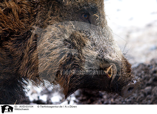 Wildschwein / wild hog / AVD-03104
