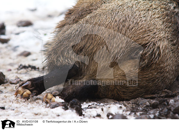 Wildschwein / wild hog / AVD-03108