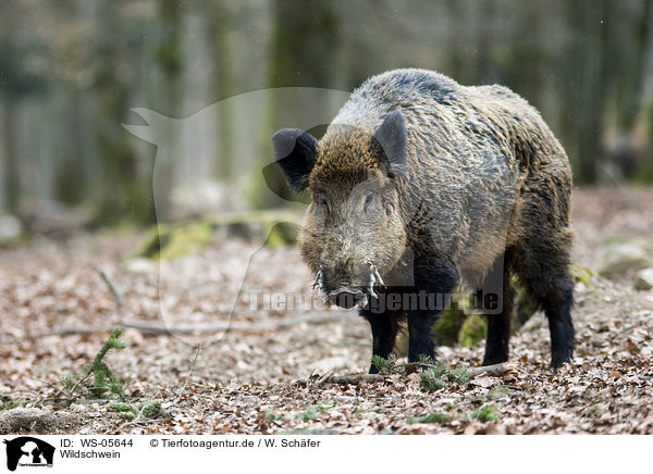 Wildschwein / wild hog / WS-05644