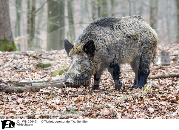 Wildschwein / wild hog / WS-05645
