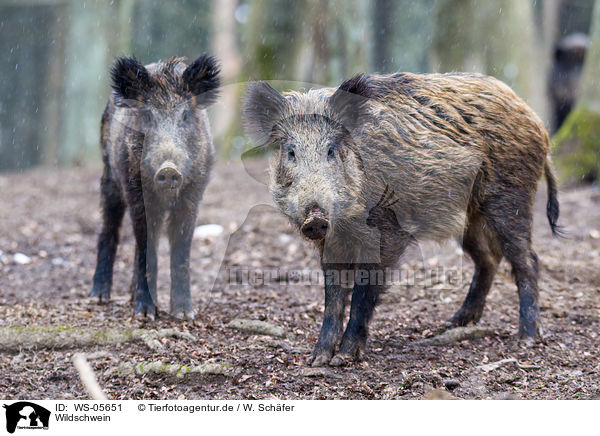 Wildschwein / wild hog / WS-05651