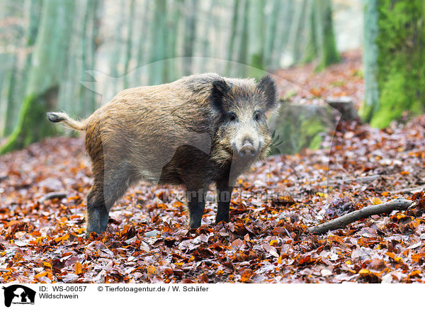 Wildschwein / wild hog / WS-06057