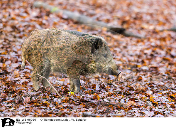 Wildschwein / wild hog / WS-06060