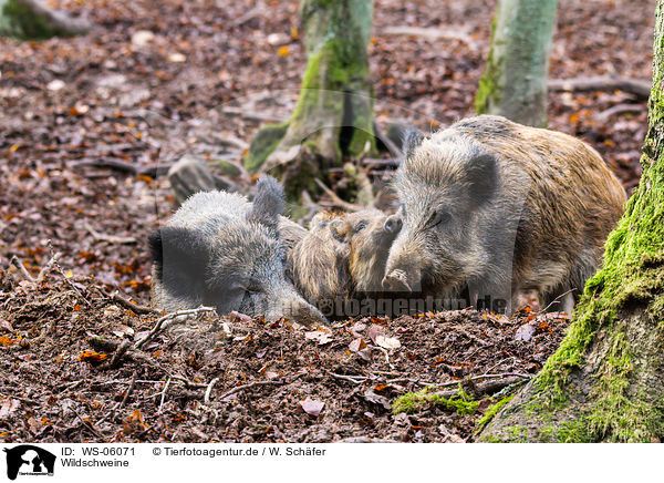 Wildschweine / wild hogs / WS-06071