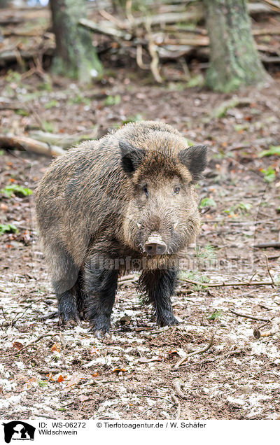 Wildschwein / wild hog / WS-06272