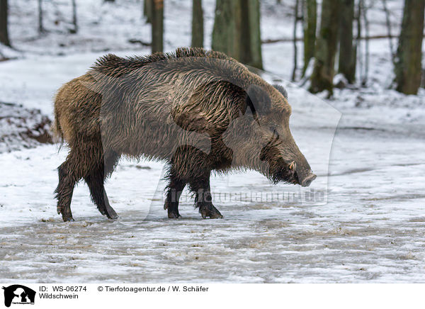 Wildschwein / wild hog / WS-06274