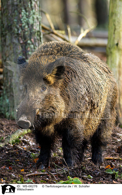 Wildschwein / wild hog / WS-06276