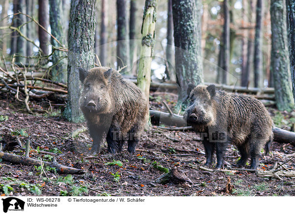 Wildschweine / wild hogs / WS-06278