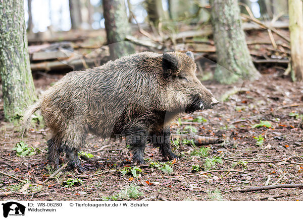 Wildschwein / wild hog / WS-06280