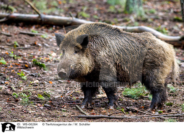 Wildschwein / wild hog / WS-06284