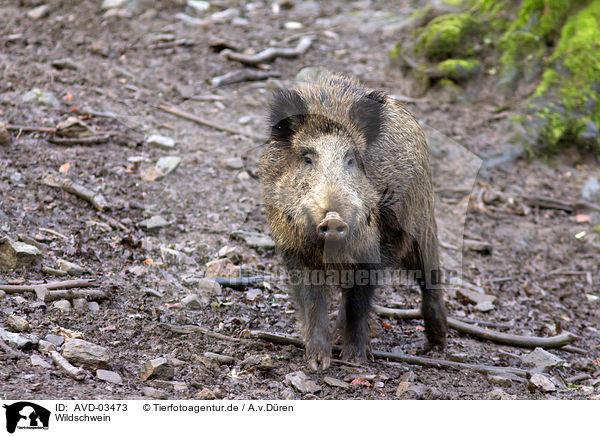 Wildschwein / wild hog / AVD-03473