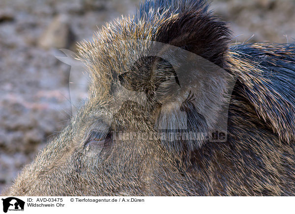 Wildschwein Ohr / wild hog ear / AVD-03475