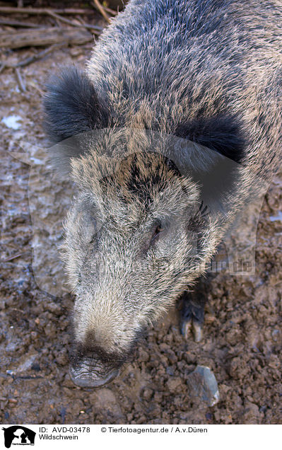Wildschwein / wild hog / AVD-03478
