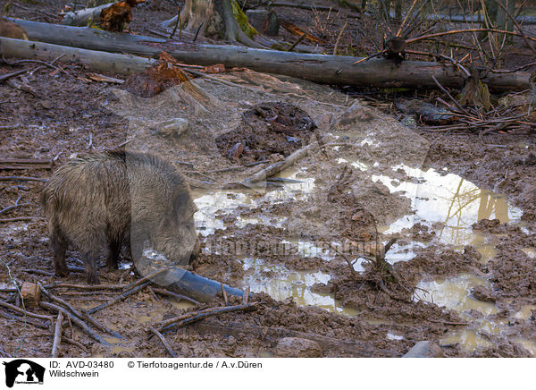 Wildschwein / wild hog / AVD-03480