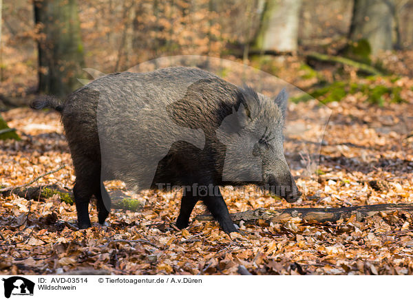 Wildschwein / wild hog / AVD-03514