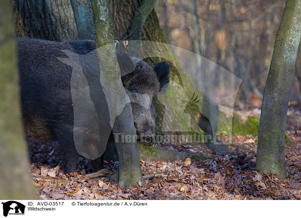 Wildschwein / wild hog / AVD-03517