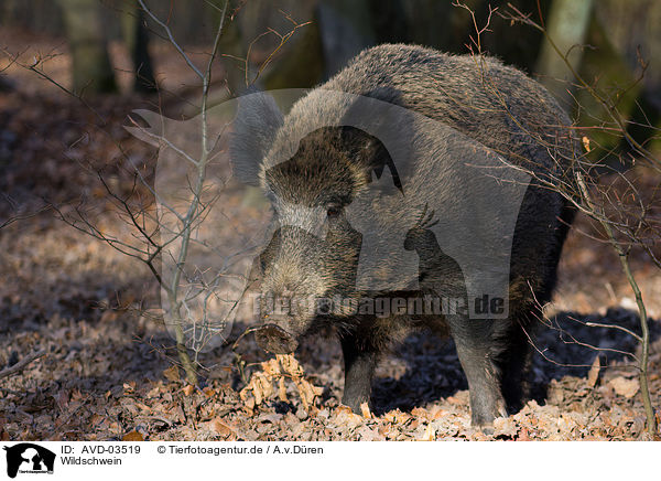 Wildschwein / wild hog / AVD-03519