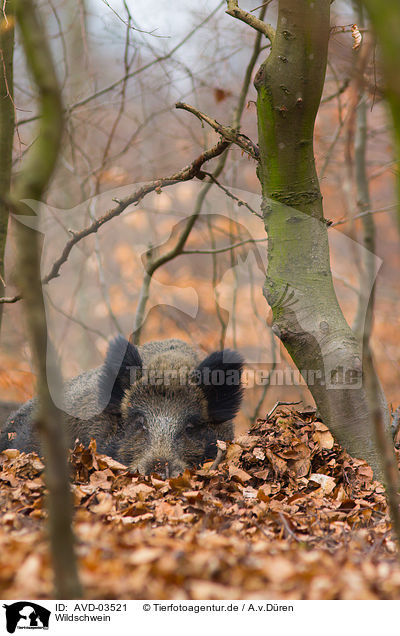 Wildschwein / wild hog / AVD-03521