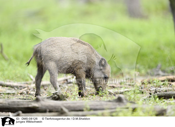 junges Wildschwein / young wild boar / DMS-08126