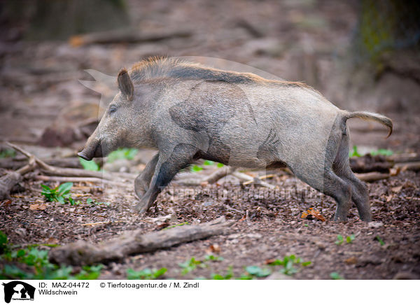 Wildschwein / wild boar / MAZ-04472