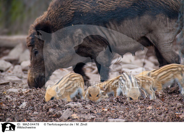 Wildschweine / wild boars / MAZ-04478