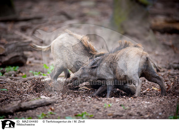 Wildschweine / wild boars / MAZ-04480