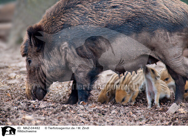 Wildschweine / wild boars / MAZ-04482
