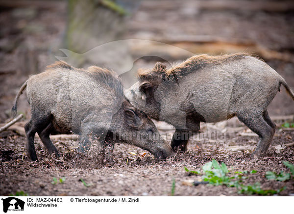 Wildschweine / wild boars / MAZ-04483