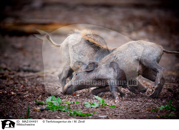 Wildschweine / wild boars / MAZ-04491