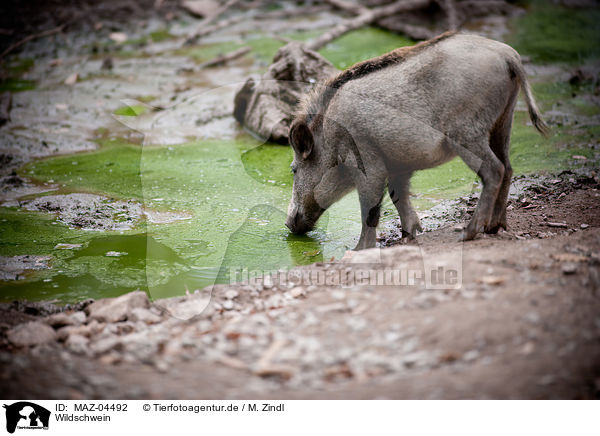 Wildschwein / wild boar / MAZ-04492
