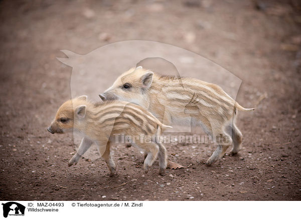 Wildschweine / wild boars / MAZ-04493