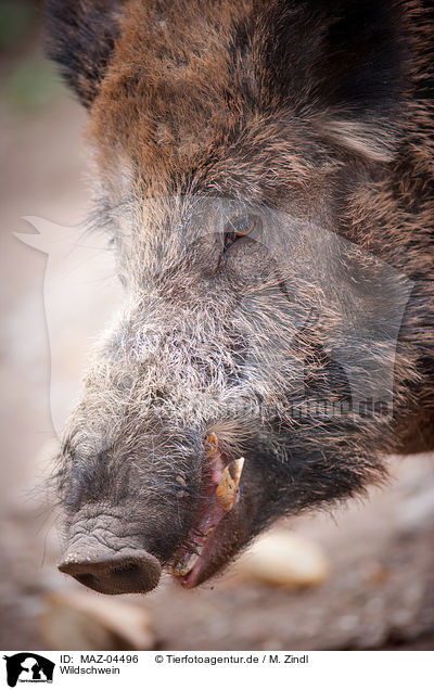 Wildschwein / wild boar / MAZ-04496