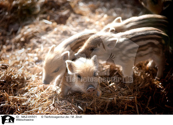 Wildschweine / wild boars / MAZ-04501
