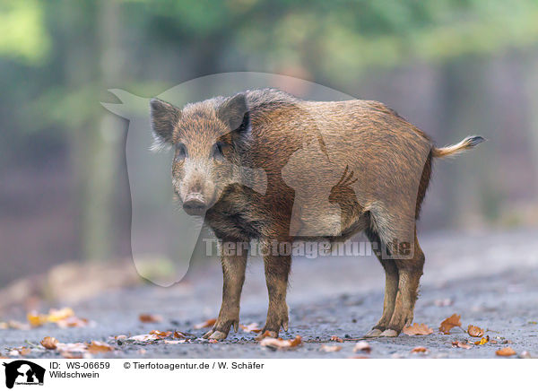 Wildschwein / wild boar / WS-06659