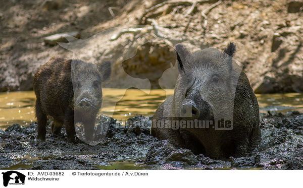Wildschweine / wild boars / AVD-03682