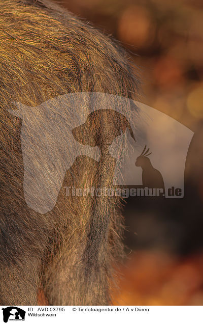 Wildschwein / wild boar / AVD-03795