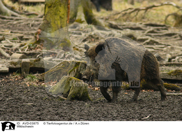 Wildschwein / wild hog / AVD-03875