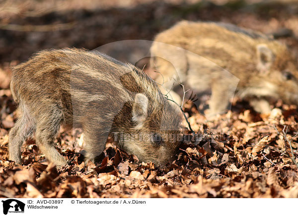 Wildschweine / wild hogs / AVD-03897