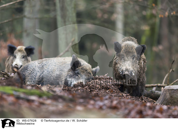 Wildschweine / wild boars / WS-07628
