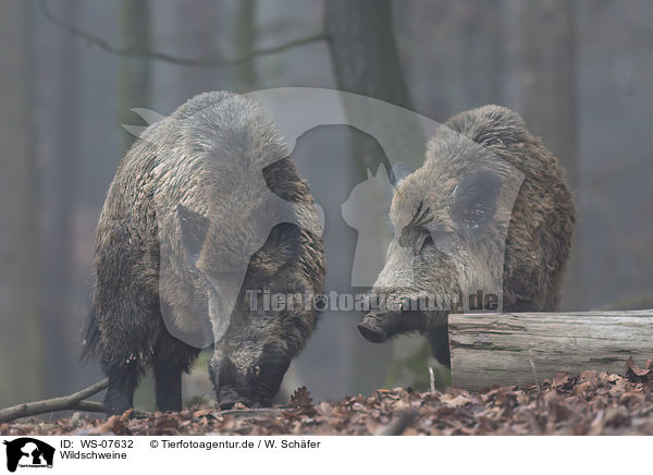 Wildschweine / WS-07632