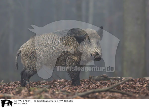 Wildschwein / WS-07634