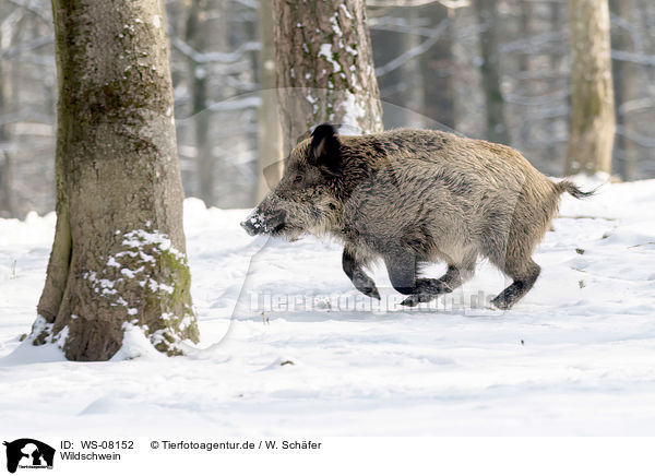 Wildschwein / WS-08152